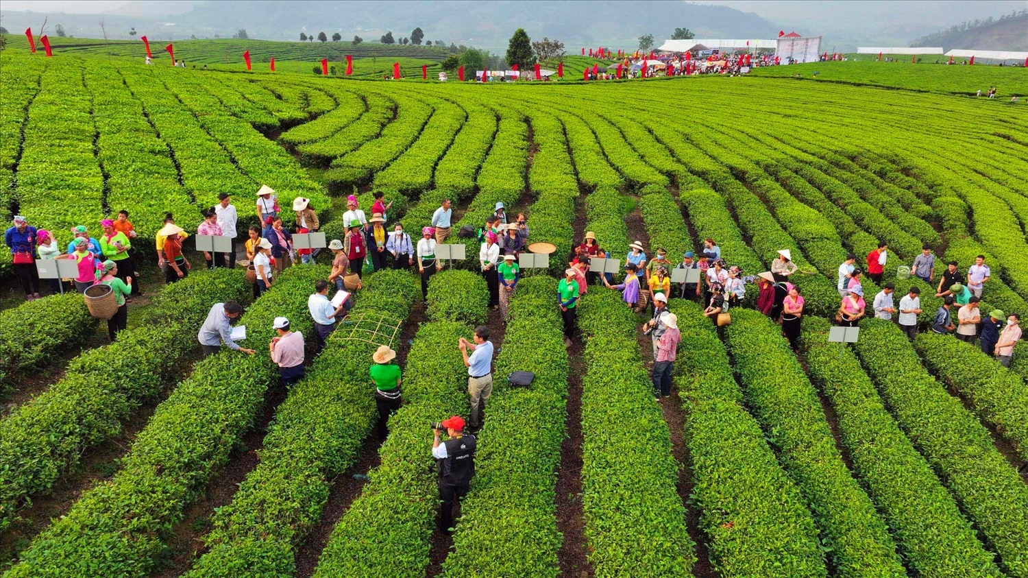 ตั้งแต่เช้าตรู่ผู้คนและนักท่องเที่ยวจำนวนมากรวมตัวกันในพื้นที่ชาของชุมชน Phuc Khoa เขต Tan Uyen เพื่อชมการเก็บชาและการแข่งขันติดดาวของเกษตรกร