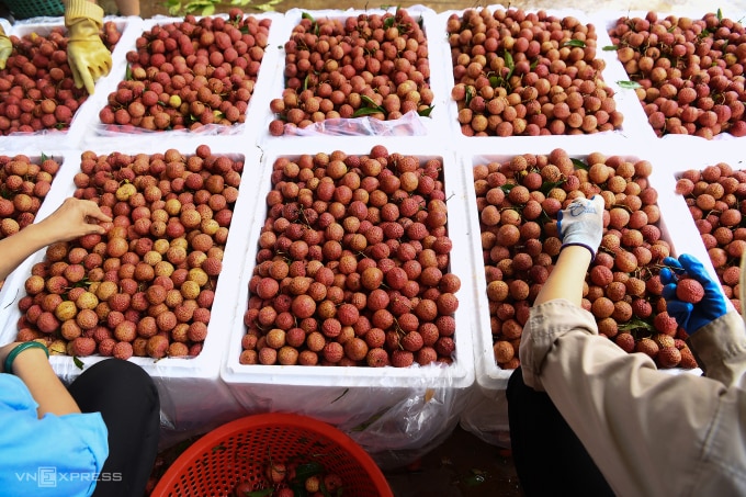 Классификация личи после сбора урожая в Люк Нгане, Бакзянг. Фото: Джанг Хай