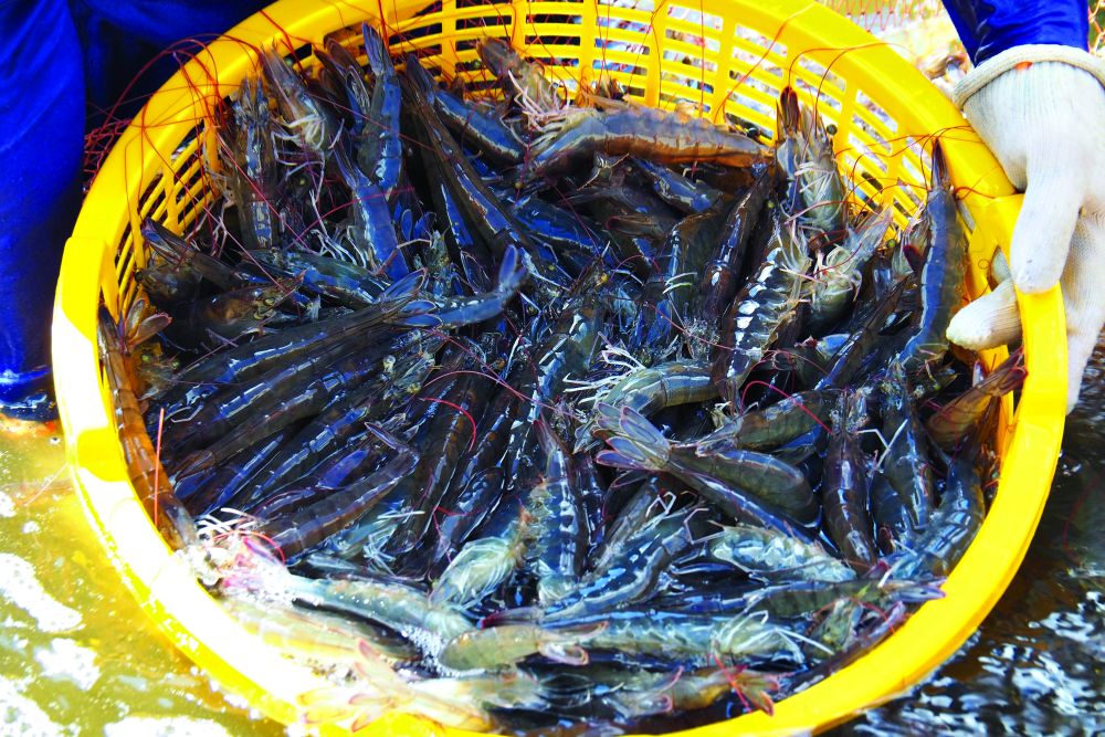 Nuôi tôm siêu thâm canh thân thiện môi trường ở Cà Mau là nuôi kiểu gì mà sau 94 ngày trọng lượng 36 con/kg?- Ảnh 1. Nuôi tôm siêu thâm canh thân thiện môi trường ở Cà Mau là nuôi kiểu gì mà sau 94 ngày trọng lượng 36 con/kg?- Ảnh 1.