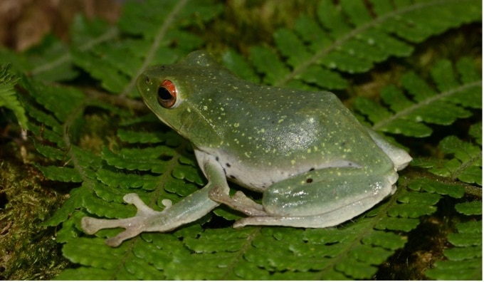 Loài ếch cây thảo tìm được trong tự nhiên. Ảnh: Nhóm nghiên cứu