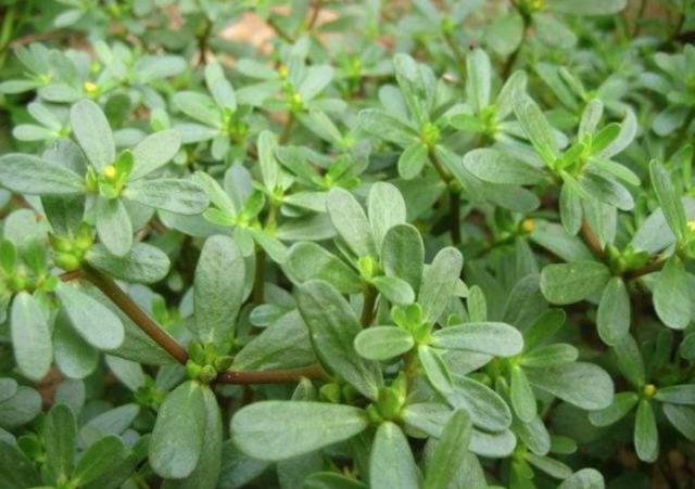 Rau dại mùa hè, thứ Rau dại mùa hè, thứ