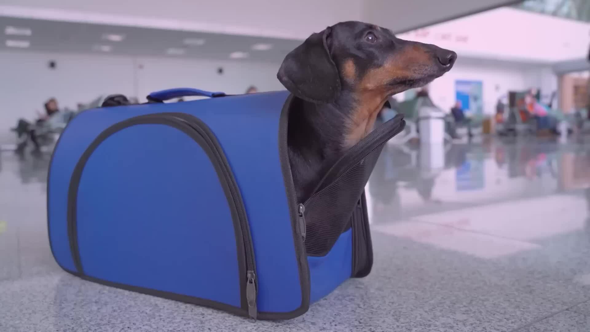 Hãng bay dành riêng cho chó cưng
