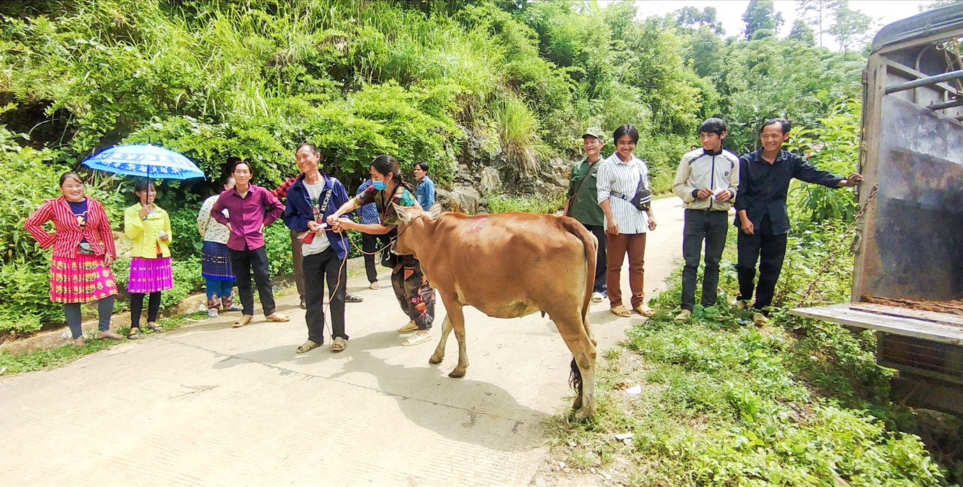 Người dân xã Thái Sơn, huyện Bảo Lâm được hỗ trợ bò để phát triển sản xuất Người dân xã Thái Sơn, huyện Bảo Lâm được hỗ trợ bò để phát triển sản xuất
