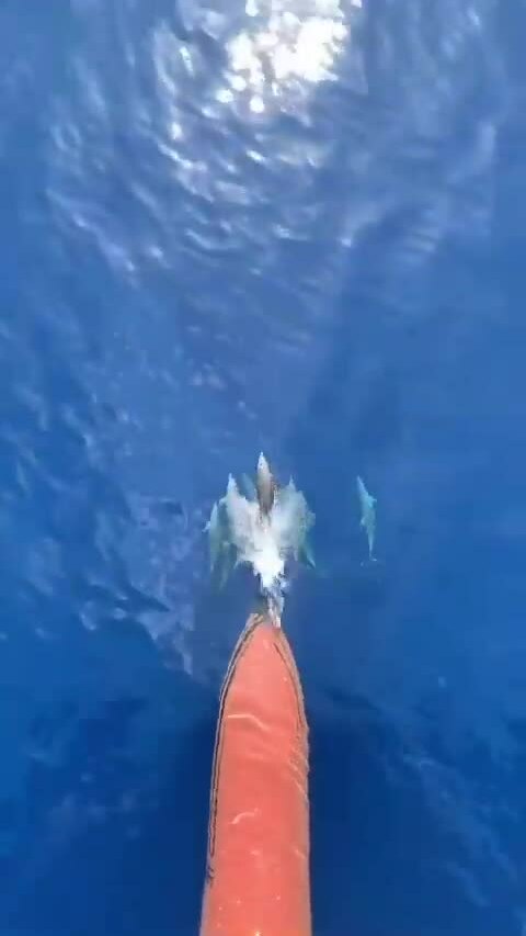 Tại sao cá heo thích cưỡi sóng trước mũi tàu?