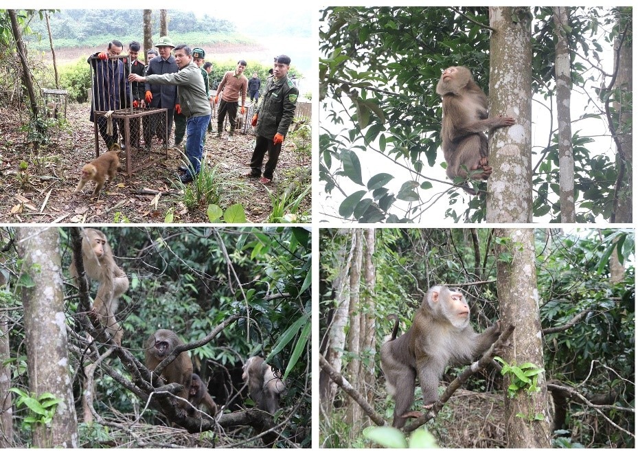 Thả động vật hoang dã vô khu rừng nổi tiếng Hà Tĩnh, đàn khỉ leo lên cây, rắn hổ mang bò qua vũng nước- Ảnh 2.