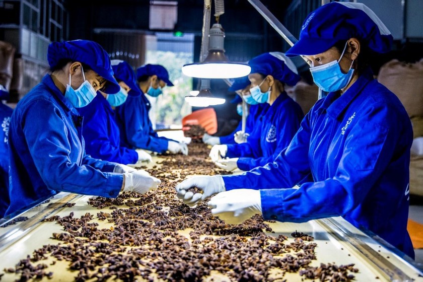 Khẩn trương rà soát, nghiên cứu sửa đổi, hoàn thiện quy định về xuất nhập khẩu dược liệu. 