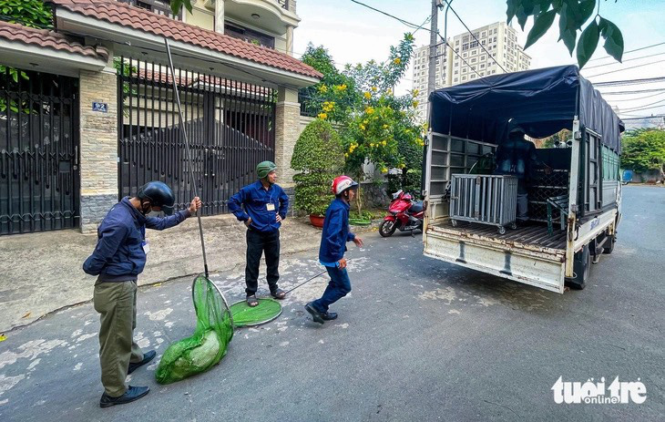 Thấy đội bắt chó thả rông làm mạnh tay, nhiều chủ nuôi đã sợ- Ảnh 1. Sau khi chứng kiến hình ảnh đội bắt chó thả rông của phường Hiệp Bình Chánh (TP Thủ Đức) "ra tay", nhiều người thừa nhận lo sợ và cho biết sẽ quản lý thú cưng của mình chặt chẽ hơn - Ảnh: CHÂU TUẤN