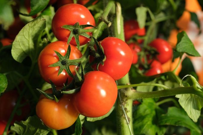 Tomato. Photo: thespruce