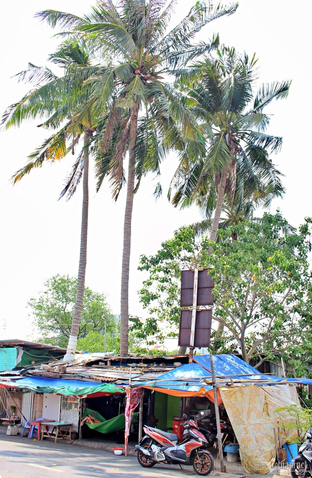 Plantant 4 cocotiers au milieu de sa maison, un homme d'Hô Chi Minh Ville a un "climatiseur" depuis 30 ans photo 1