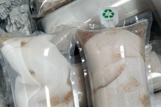 Khoảng 60.000 con tôm hùm giống sống được giấu trong hai vali chuyển qua đường hàng không. Ảnh: Cục Hải quan Đà Nẵng