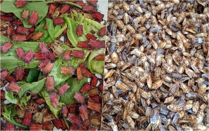 Có nhiều loại bọ xít khác nhau có thể ăn, nhưng ngon nhất là bọ xít sống trên cây nhãn, cây vải, nhất là loại còn non (bên trái). (Ảnh: NVCC)