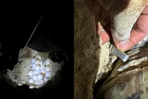 Tiết lộ thú vị về giống rùa xanh từ Malaysia đến Côn Đảo đẻ 108 trứng