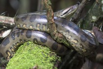 Rùng mình những loài rắn "khủng" nhất trên Trái đất, cách săn mồi đáng sợ