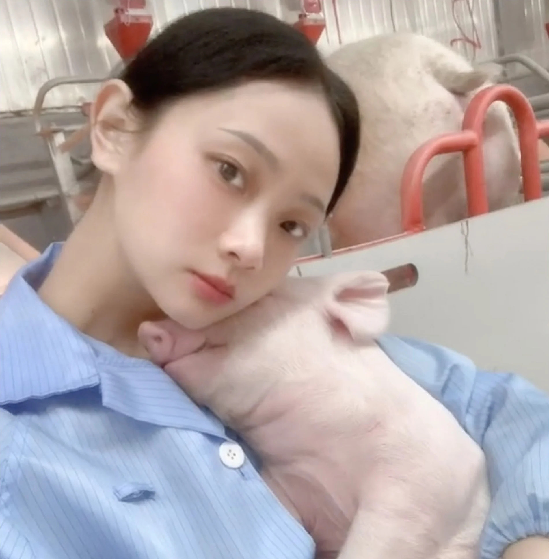 Trở thành hiện tượng mạng nhờ về quê nuôi heo- Ảnh 2. Giờ đây, Chu đã trở thành một công nhân lành nghề, cho lợn ăn, đỡ đẻ và tiêm thuốc - Ảnh: Douyin