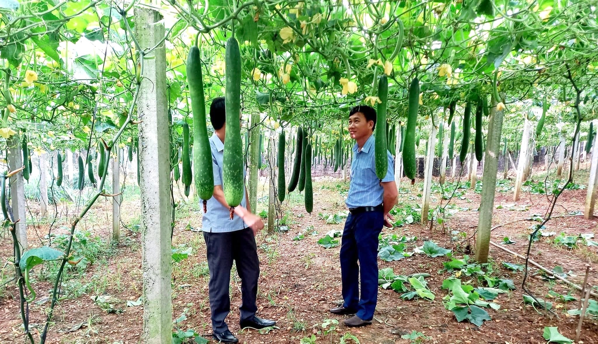 Ở một nơi của Hà Giang, dân trồng bí xanh, trồng su su kiểu gì mà thả trái đếm vội chả xuể, thu nhập tăng- Ảnh 2.