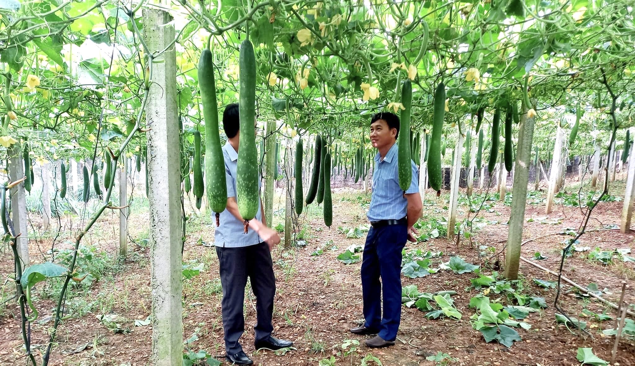 Ở một nơi của Hà Giang, dân trồng bí xanh, trồng su su kiểu gì mà thả trái đếm vội chả xuể, thu nhập tăng- Ảnh 2. Ở một nơi của Hà Giang, dân trồng bí xanh, trồng su su kiểu gì mà thả trái đếm vội chả xuể, thu nhập tăng- Ảnh 2.