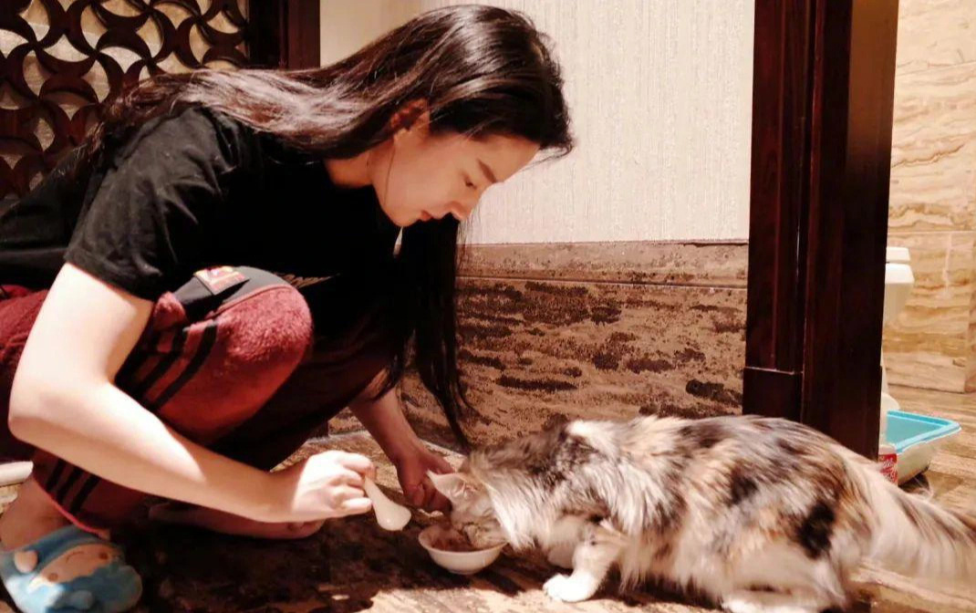 Nhiều mèo hoang được đưa về nhà của Lưu Diệc Phi để chăm sóc, chữa trị - Ảnh: Weibo Nhiều mèo hoang được đưa về nhà của Lưu Diệc Phi để chăm sóc, chữa trị - Ảnh: Weibo