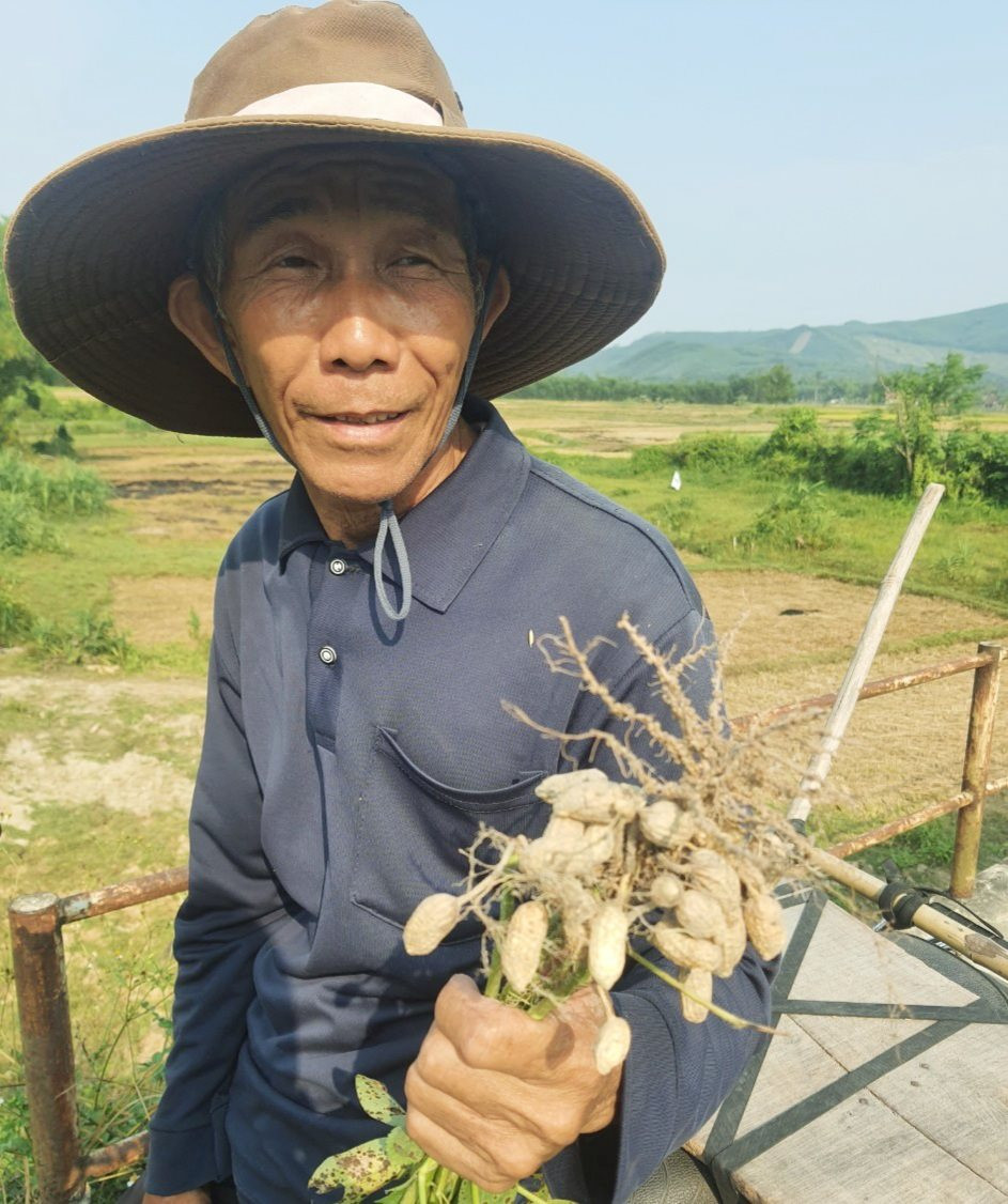 Nông dân một xã ở Quảng Nam chuyển từ làm lúa sang trồng những loại cây gì mà thu nhập tốt hơn hẳn?- Ảnh 2. Nông dân một xã ở Quảng Nam chuyển từ làm lúa sang trồng những loại cây gì mà thu nhập tốt hơn hẳn?- Ảnh 2.