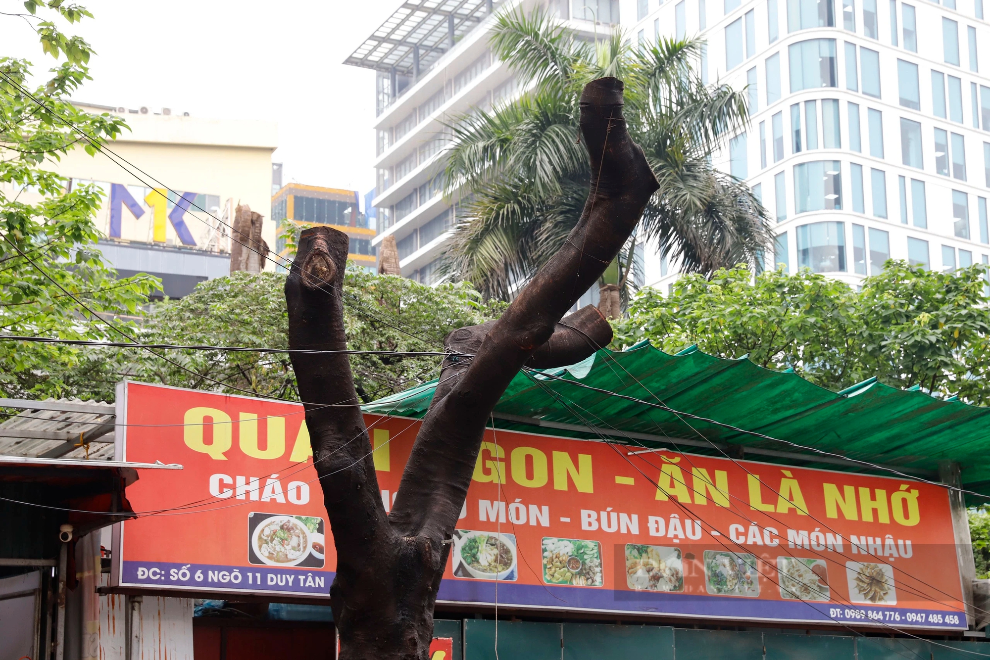 Hàng loạt cây xanh phủ bóng mát bị cắt tỉa trơ trụi giữa mùa hè tại Hà Nội- Ảnh 7. Hàng loạt cây xanh phủ bóng mát bị cắt tỉa trơ trụi giữa mùa hè tại Hà Nội- Ảnh 7.