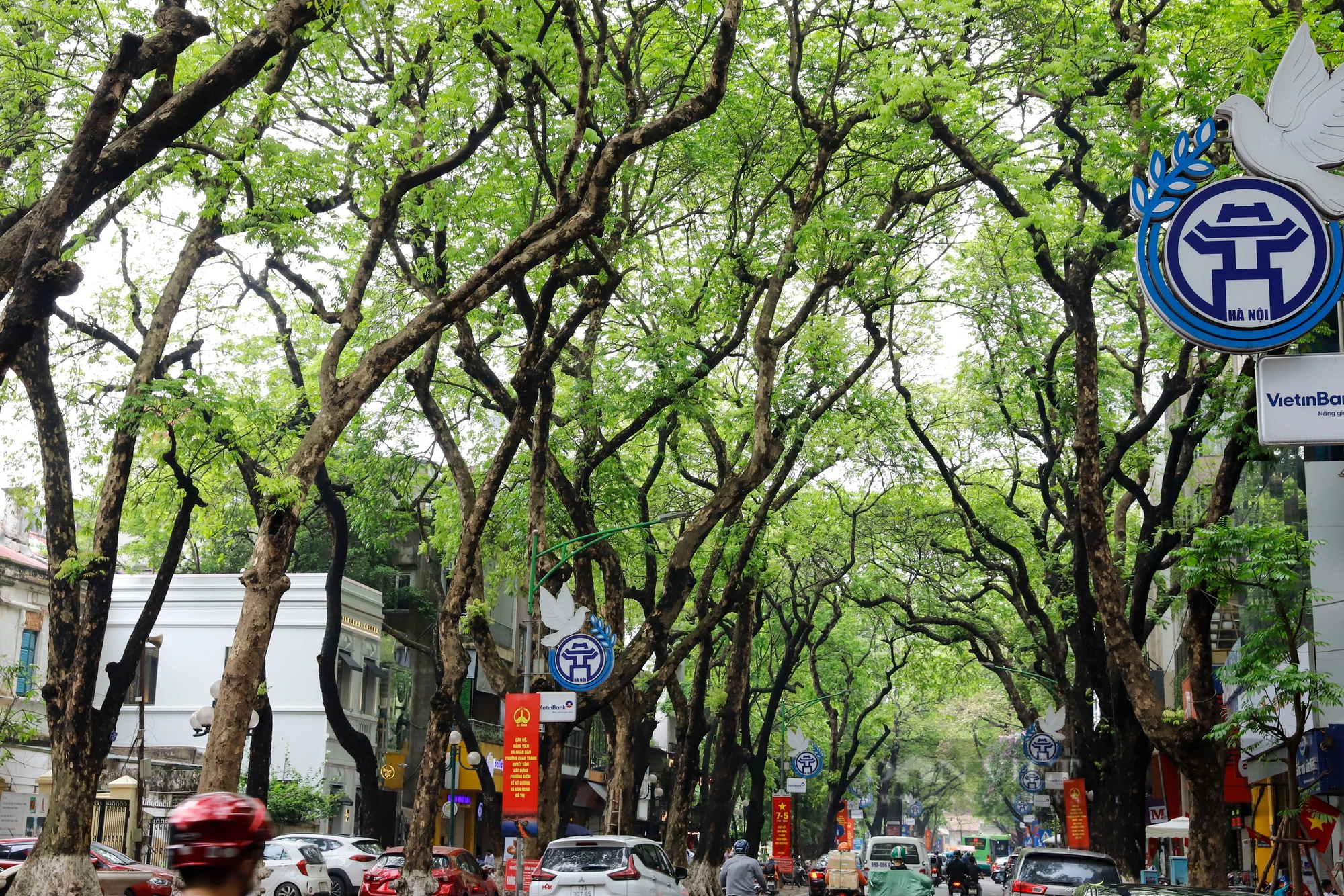 Hàng loạt cây xanh phủ bóng mát bị cắt tỉa trơ trụi giữa mùa hè tại Hà Nội- Ảnh 8. Hàng loạt cây xanh phủ bóng mát bị cắt tỉa trơ trụi giữa mùa hè tại Hà Nội- Ảnh 8.