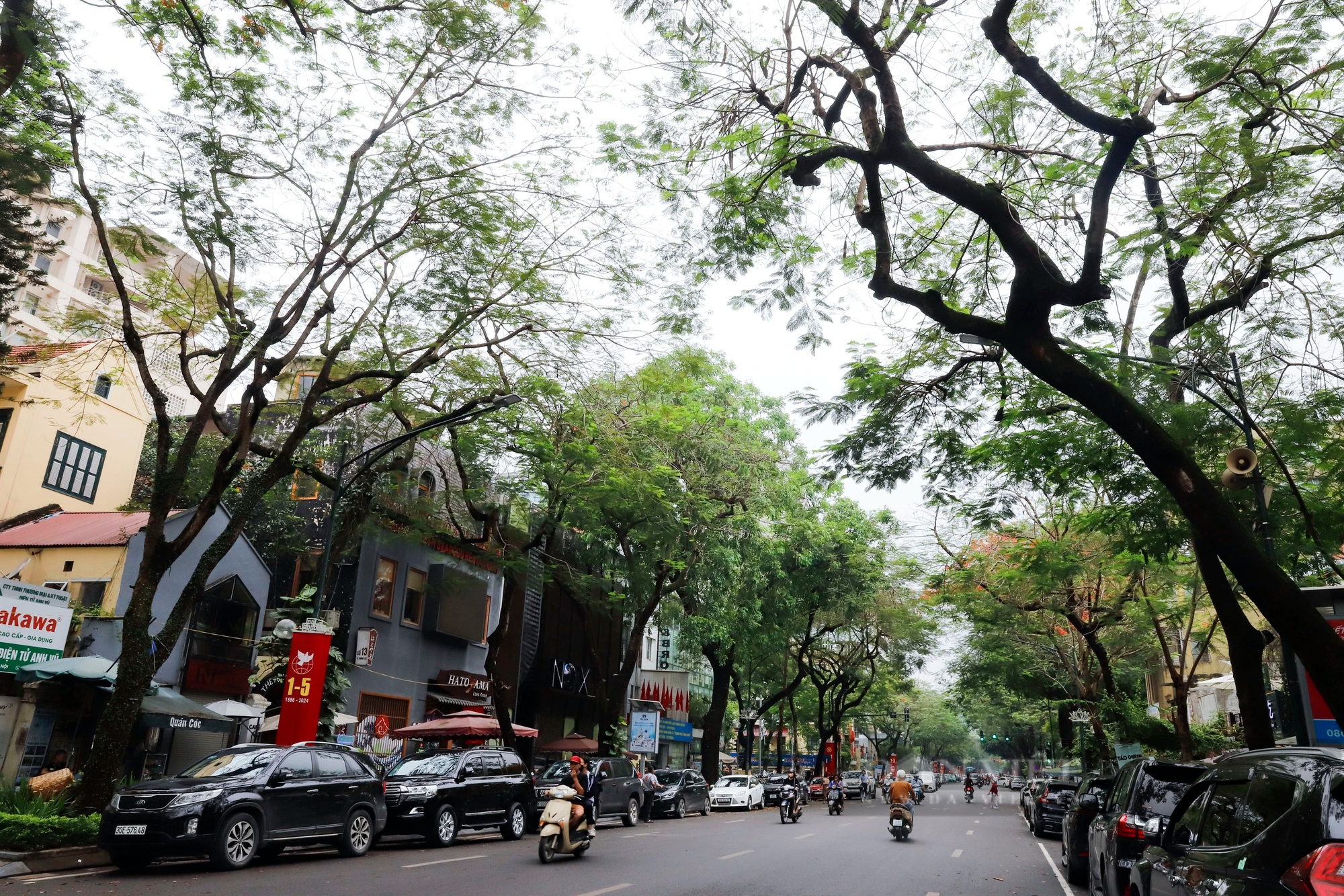 Hàng loạt cây xanh phủ bóng mát bị cắt tỉa trơ trụi giữa mùa hè tại Hà Nội- Ảnh 10. Hàng loạt cây xanh phủ bóng mát bị cắt tỉa trơ trụi giữa mùa hè tại Hà Nội- Ảnh 10.