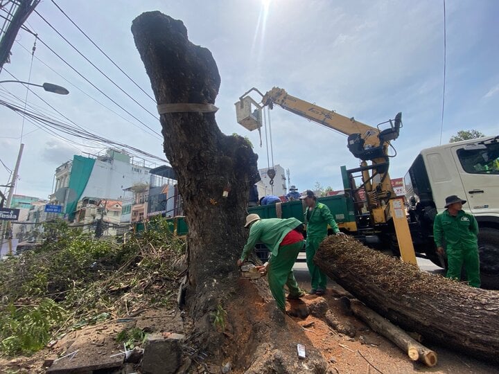 Hàng loạt cây cổ thụ trên đường Hoàng Văn Thụ đã bị đốn hạ để phục vụ dự án mở rộng đường Hoàng Hoa Thám.