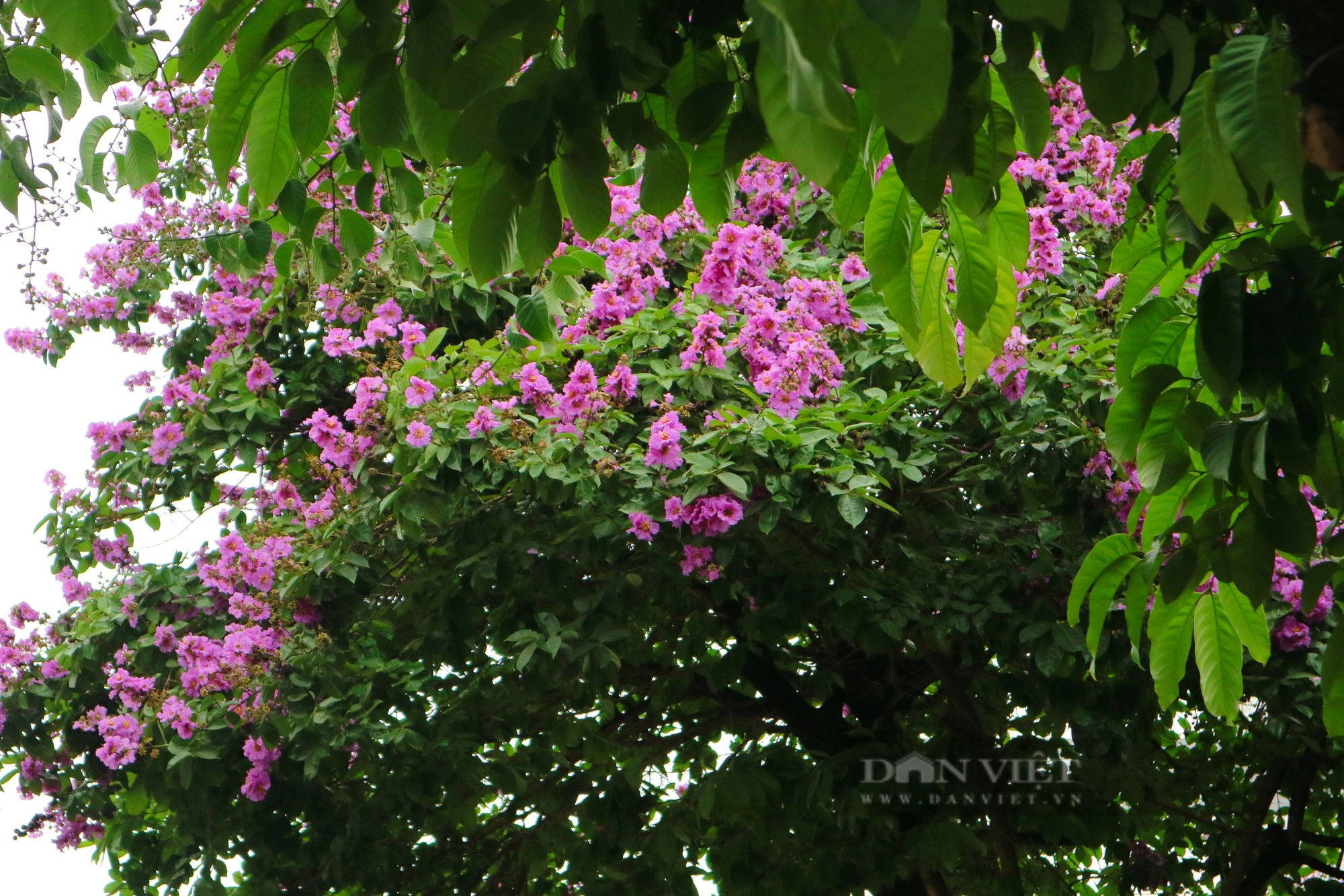 Ngắm loài hoa Ngắm loài hoa