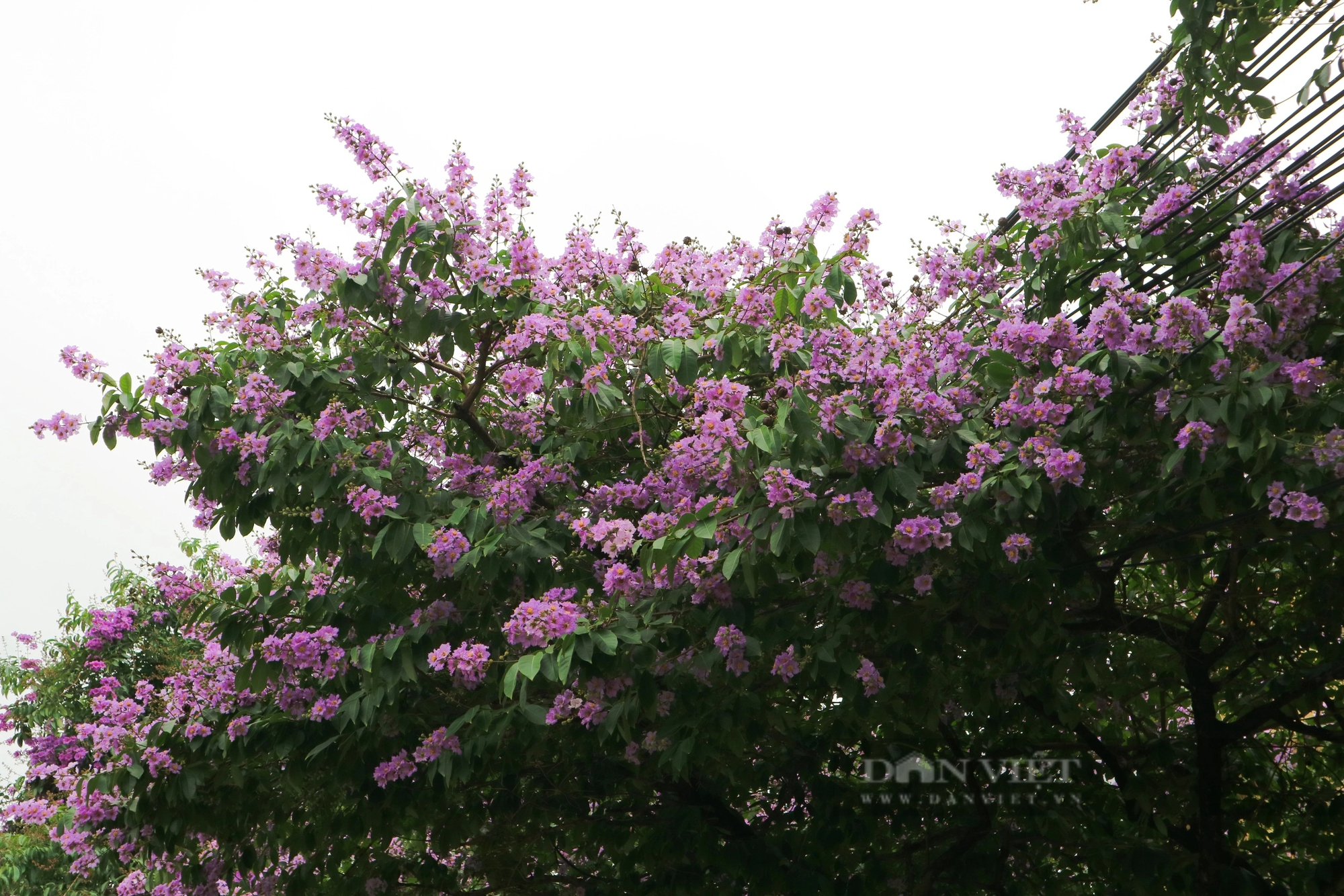 Ngắm loài hoa Ngắm loài hoa