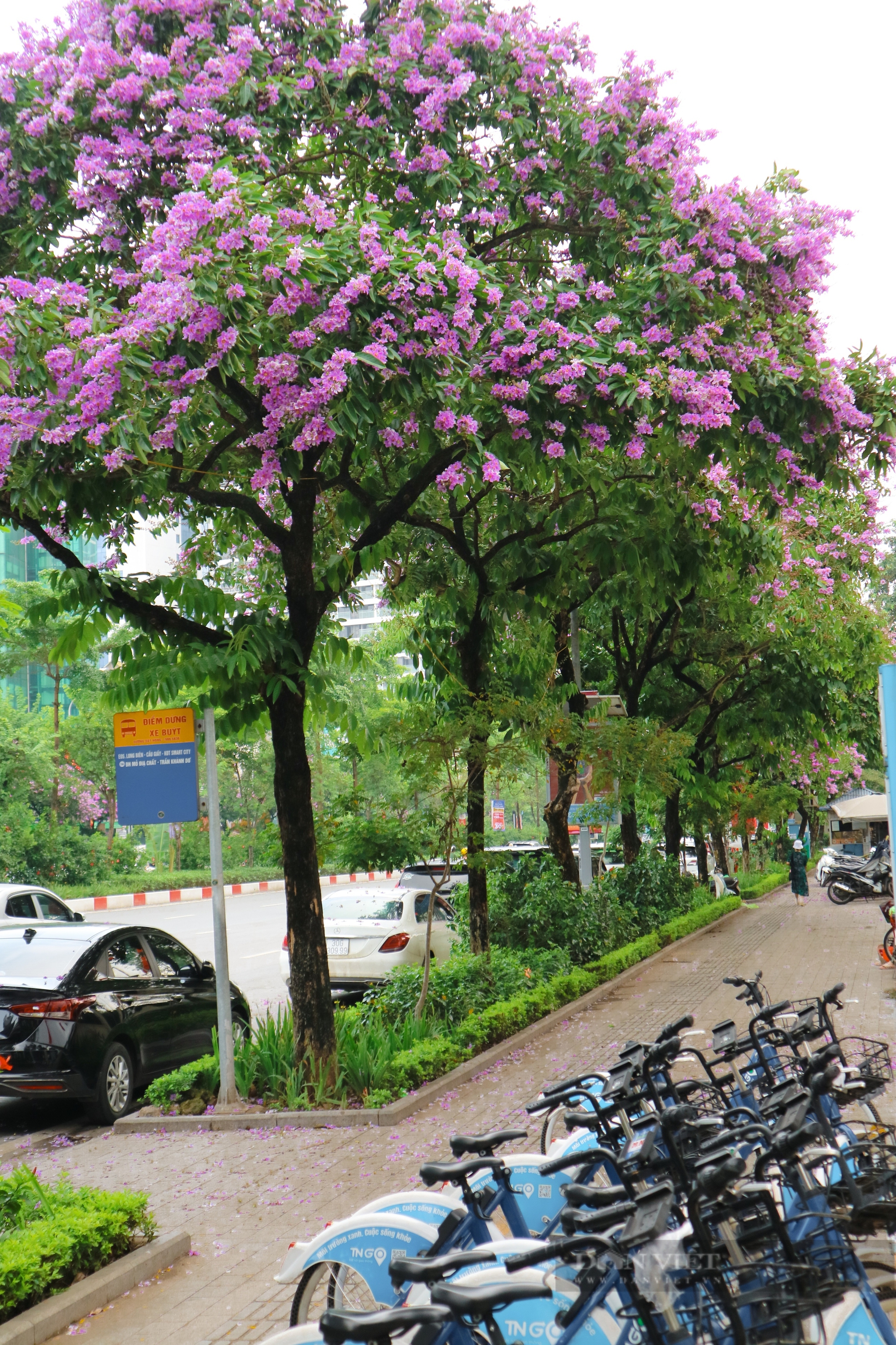 Ngắm loài hoa Ngắm loài hoa