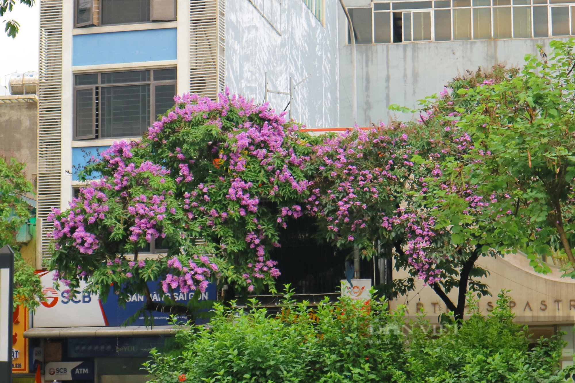 Ngắm loài hoa Ngắm loài hoa