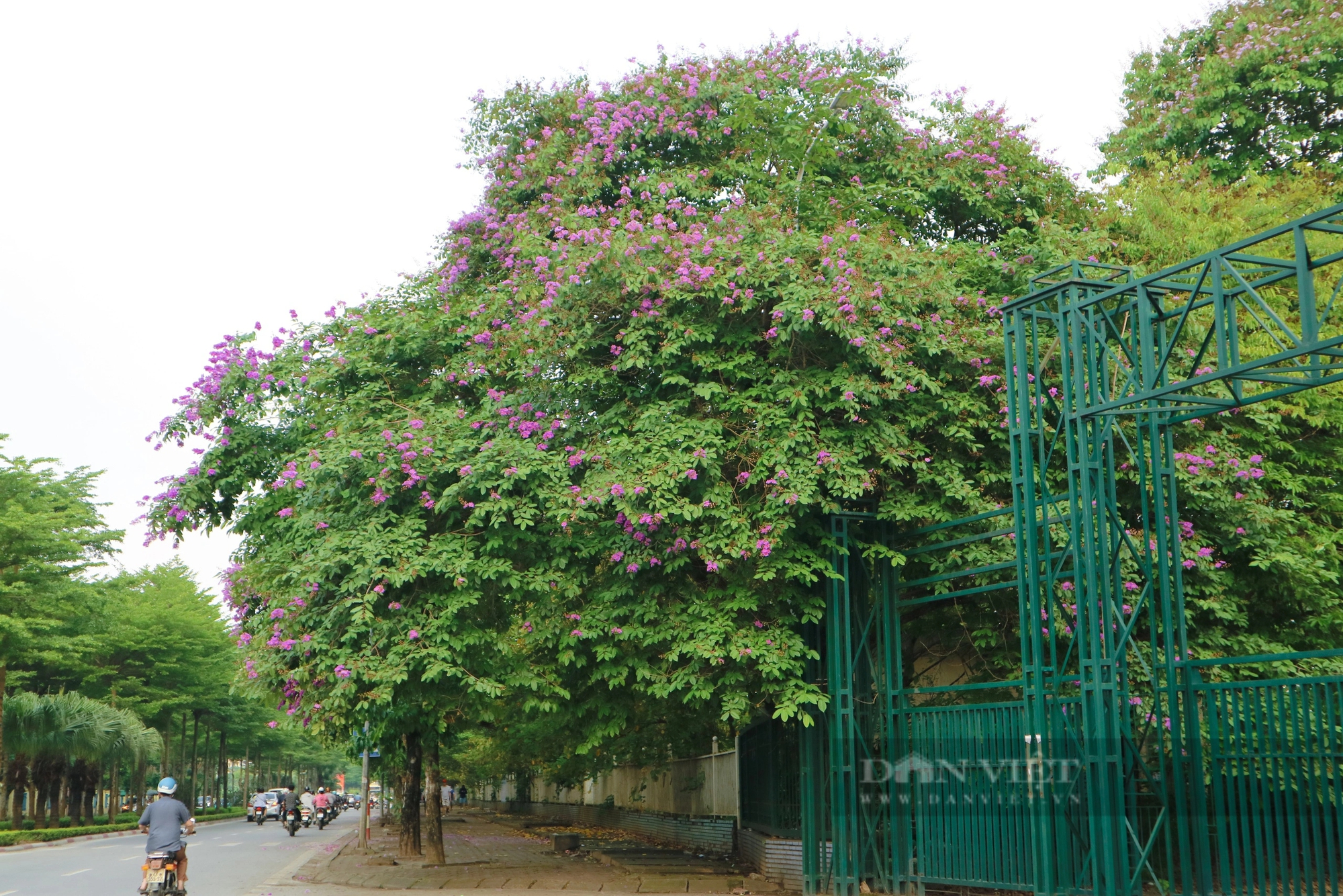 Ngắm loài hoa Ngắm loài hoa