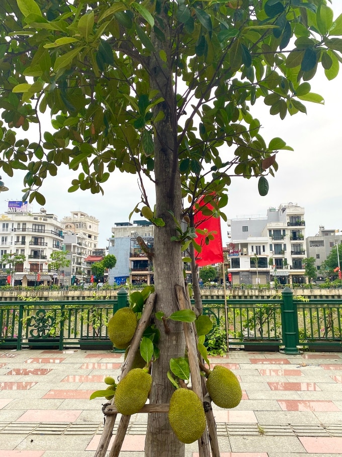 Nhiều cây mít được trồng trên vỉa hè phố Tam Bạc, phường Hạ Lý, quận Hồng Bàng ra nhiều trái khiến người dân thích thú, chiều 1/5. Ảnh: Quỳnh Nguyễn