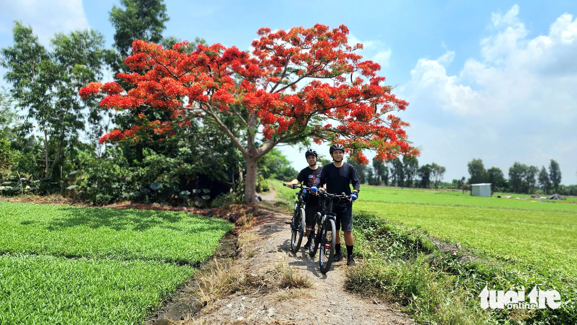 Cây phượng cô đơn khoe sắc giữa cánh đồng ở quận 12- Ảnh 2. Anh Vòng Gia Hào cùng bạn đạp xe đến chụp ảnh với cây phượng - Ảnh: NGỌC KHẢI