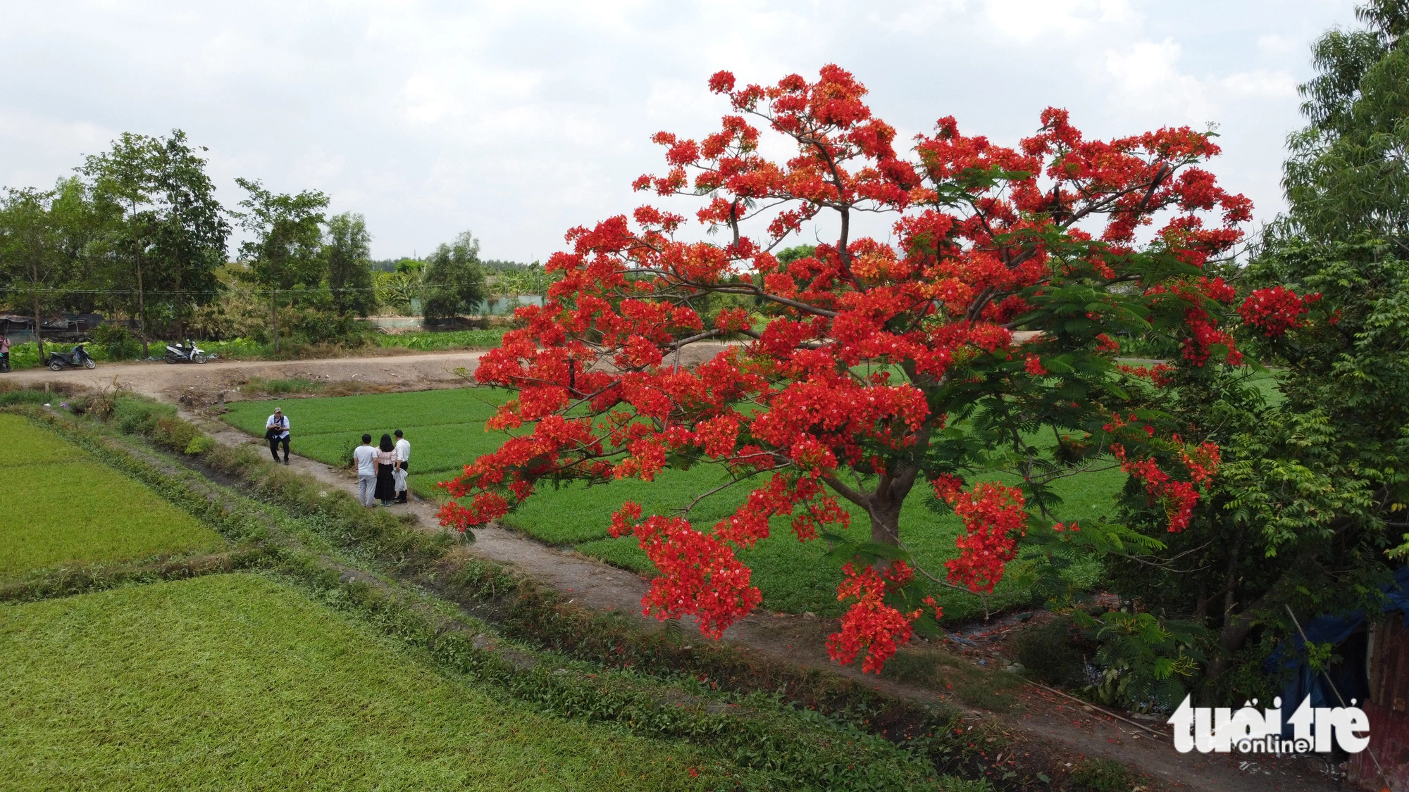 Cây phượng cô đơn khoe sắc giữa cánh đồng ở quận 12- Ảnh 3. Cây phượng đang khoe sắc thu hút nhiều bạn trẻ tìm đến chụp ảnh, 'check-in' - Ảnh: MINH HÒA