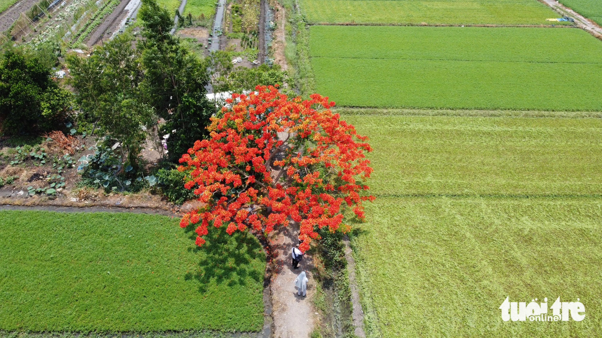 Cây phượng cô đơn khoe sắc giữa cánh đồng ở quận 12- Ảnh 5. Cây phượng cô đơn khoe sắc giữa cánh đồng ở quận 12- Ảnh 5.