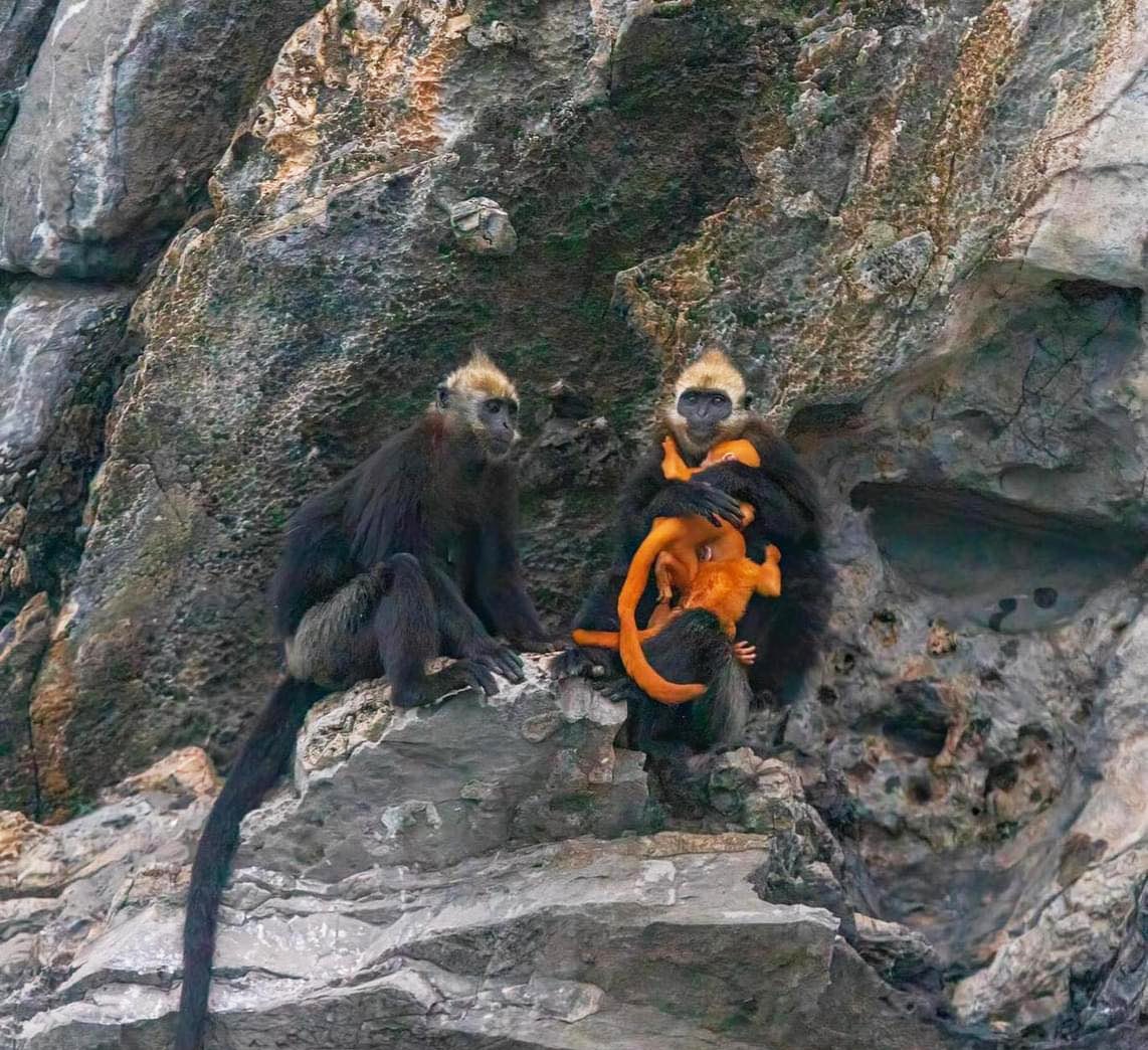 Hình ảnh voọc Cát Bà ôm đàn con sơ sinh cho thấy công tác bảo tồn loài linh trưởng này đang phát huy hiệu quả - Ảnh: MAI SỸ LUÂN