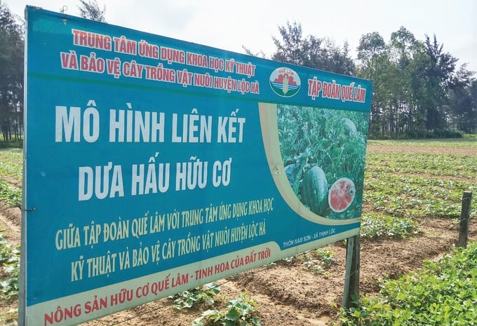 Ngoài đậu tương, mô hình sản xuất dưa hấu hữu cơ cũng đang được nhân rộng ra các huyện, thị khác trên địa bàn tỉnh Hà Tĩnh. Ảnh: TN.