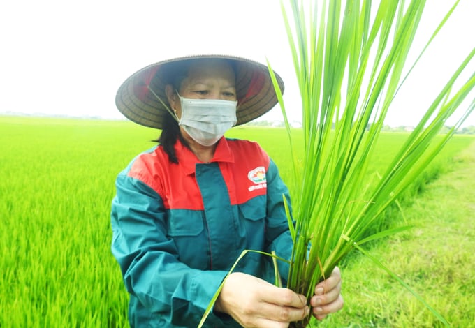Mô hình sản xuất lúa theo hướng hữu cơ tại huyện Can Lộc vừa giúp nâng cao thu nhập cho người dân vừa bảo vệ môi trường sinh thái. Ảnh: TN.