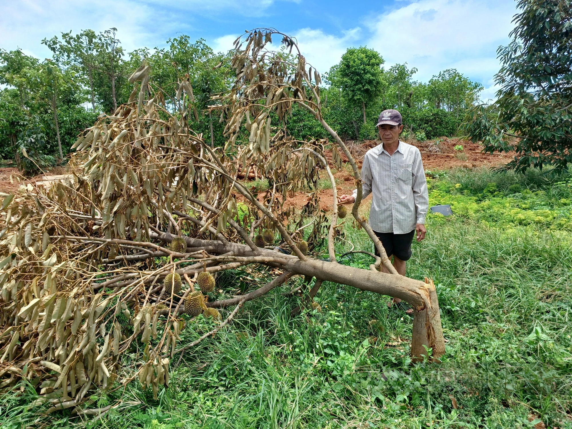 Sầu riêng rụng trái, gãy đổ sau mưa giông ở Gia Lai- Ảnh 3.