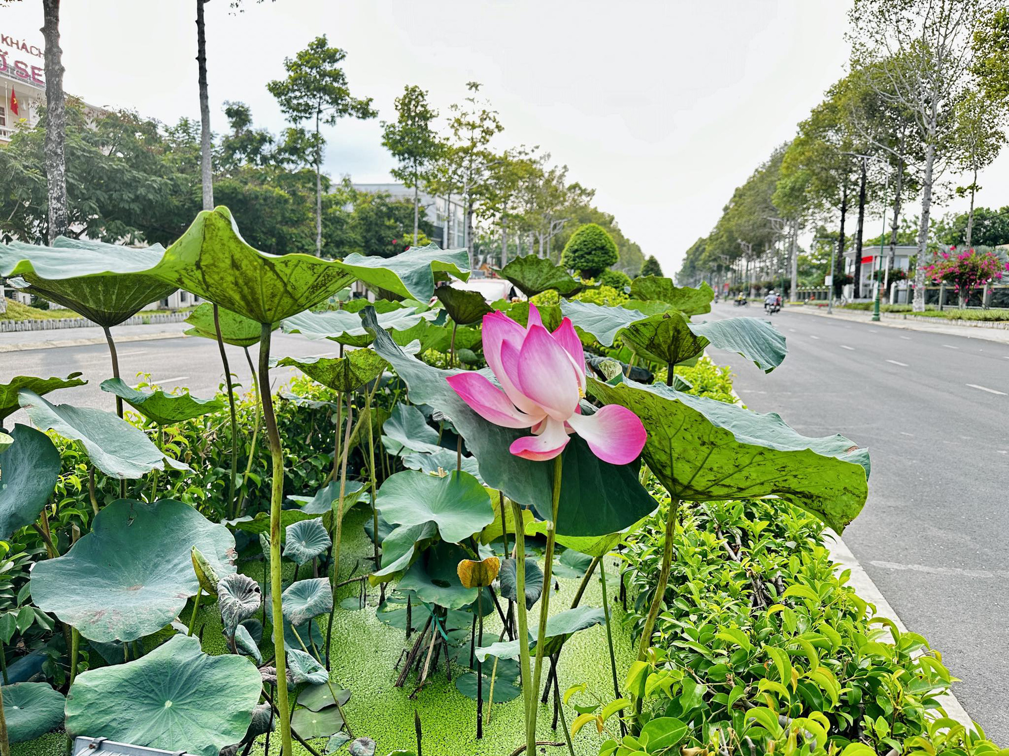 Tan chảy với những con đường rợp hoa ở miền Tây- Ảnh 8. Những khóm hoa sen trên đường Lý Thường Kiệt, tuyến đường đẹp nhất TP Cao Lãnh - Ảnh: ĐẶNG TUYẾT