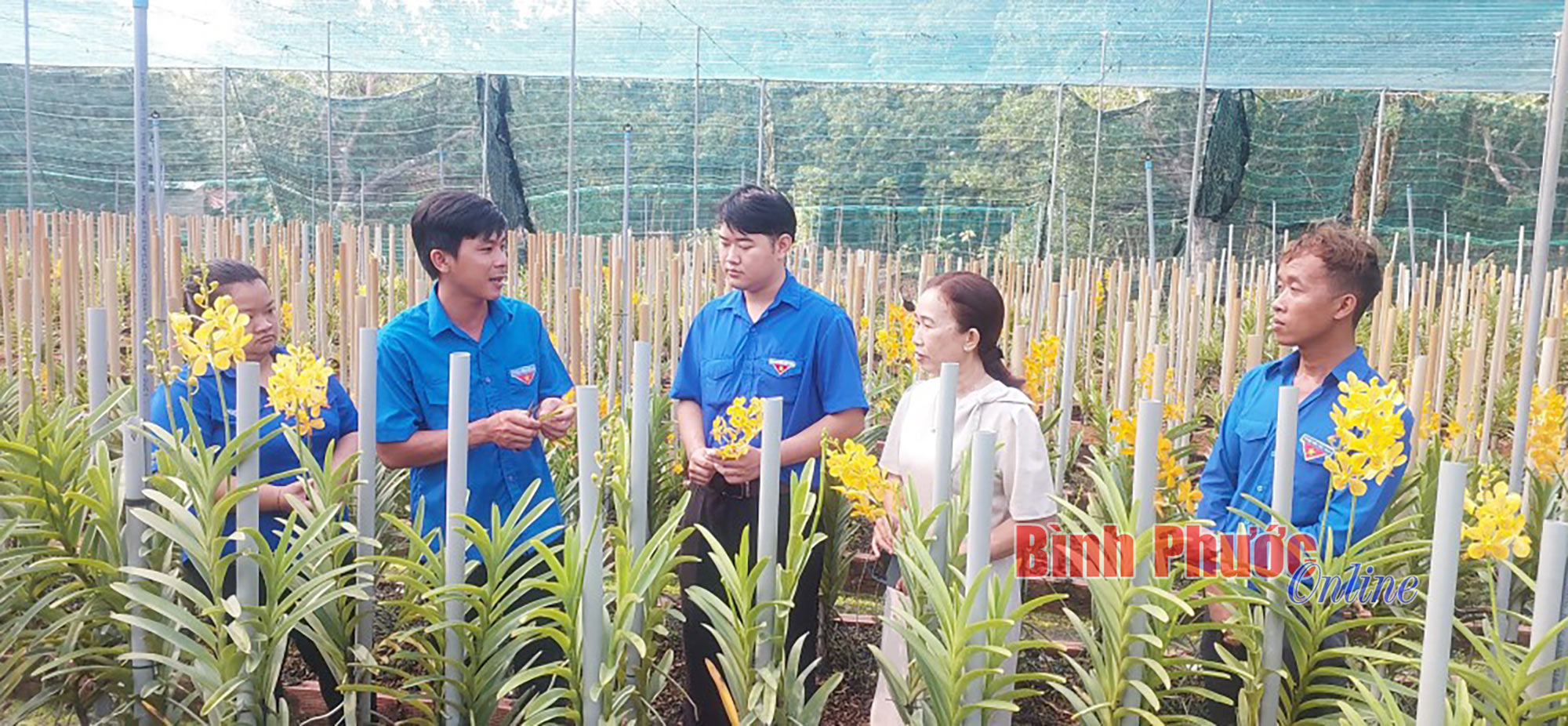 Chỉ với 2.500m2 đất, anh thanh niên Bình Phước trồng loài lan, cứ cắt cành bán thu trăm triệu- Ảnh 2.
