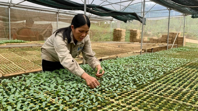 HTX Nông sản Hữu Lũng là một trong số ít đơn vị sản xuất rau theo tiêu chuẩn hữu cơ. Ảnh: Nguyễn Thành.