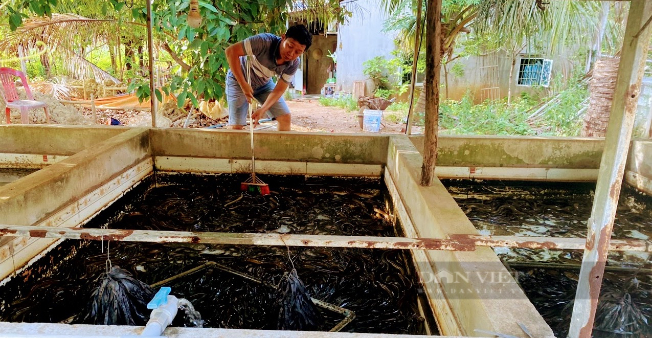 Nuôi lươn bơi dày đặc trong bể xi măng, anh nông dân 9X ở Bình Định hễ bán là hết sạch- Ảnh 2. Nuôi lươn bơi dày đặc trong bể xi măng, anh nông dân 9X ở Bình Định hễ bán là hết sạch- Ảnh 2.