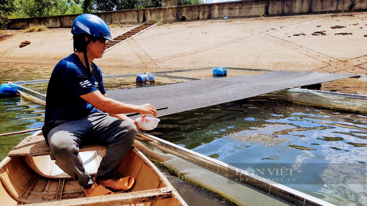 Nuôi lươn bơi dày đặc trong bể xi măng, anh nông dân 9X ở Bình Định hễ bán là hết sạch- Ảnh 3.