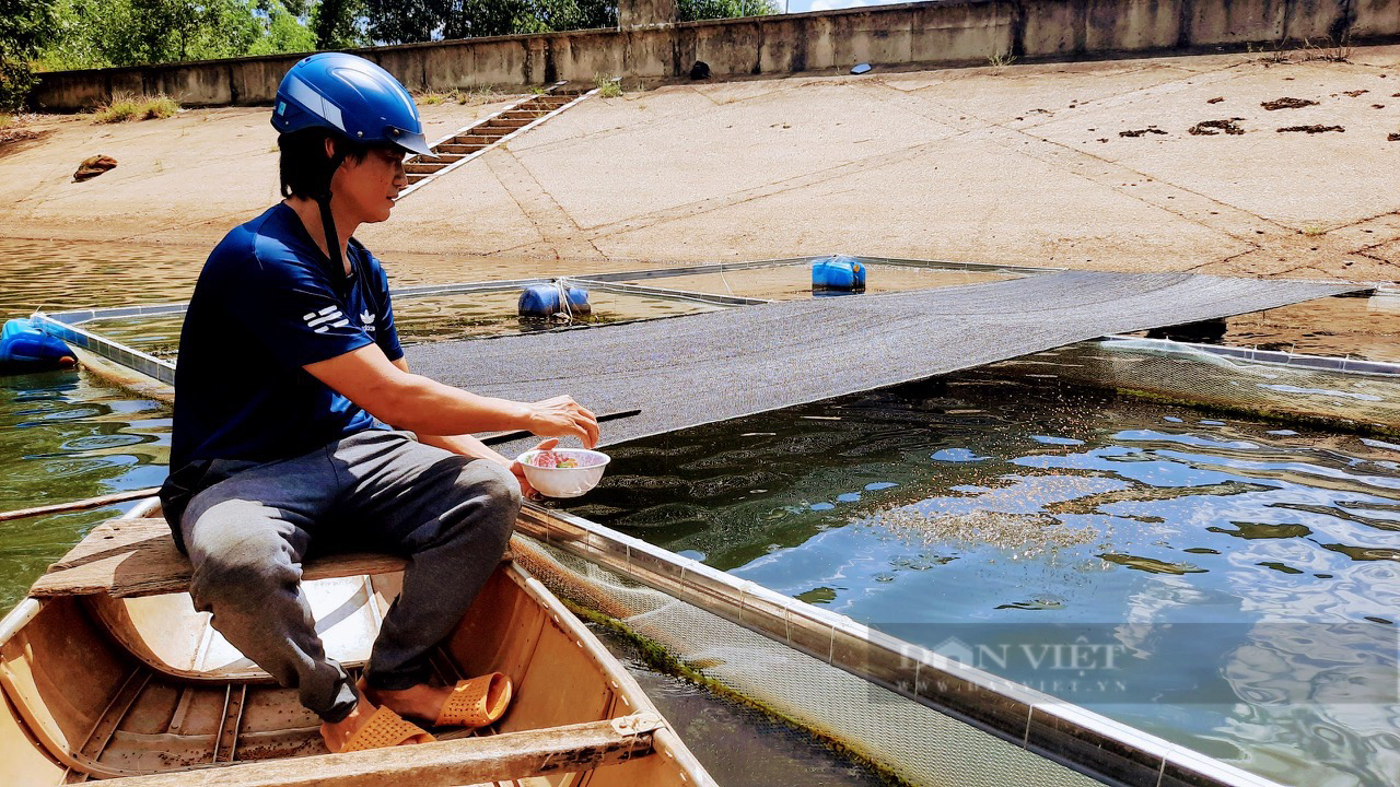 Nuôi lươn bơi dày đặc trong bể xi măng, anh nông dân 9X ở Bình Định hễ bán là hết sạch- Ảnh 3. Nuôi lươn bơi dày đặc trong bể xi măng, anh nông dân 9X ở Bình Định hễ bán là hết sạch- Ảnh 3.