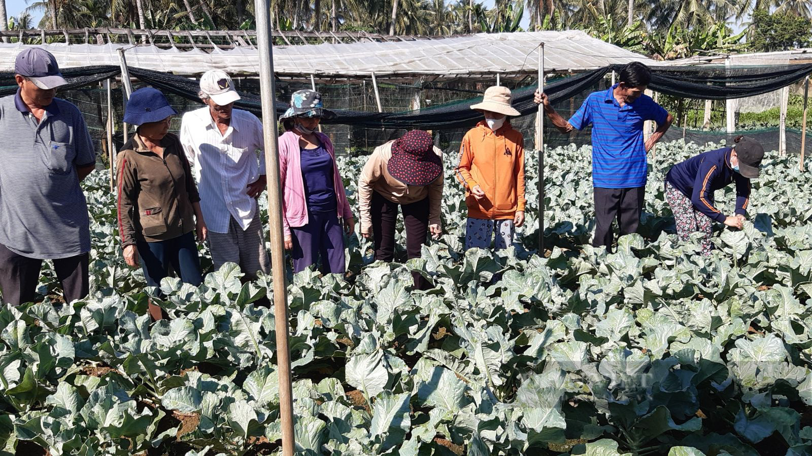 Nuôi lươn bơi dày đặc trong bể xi măng, anh nông dân 9X ở Bình Định hễ bán là hết sạch- Ảnh 4.