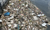 Mới mưa vài ngày, xác cá đã nổi đầy kênh Nhiêu Lộc