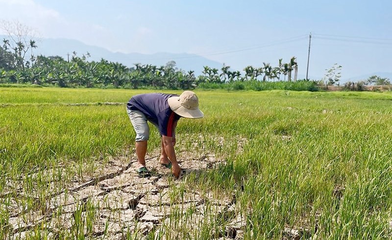 Hàng ngàn hecta cây trồng bị thiệt hại bởi khô hạn