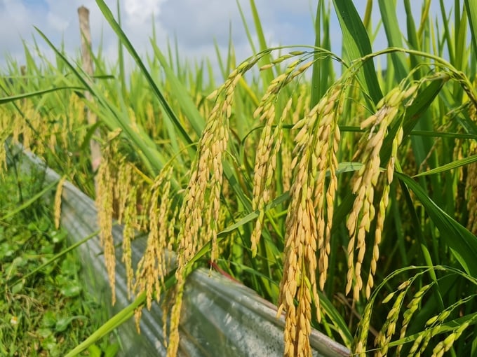 Cây lúa trong mô hình cho năng suất, chất lượng cao nhờ áp dụng quản lý sức khỏe cây trồng tổng hợp (IPHM). Ảnh: Việt Khánh.