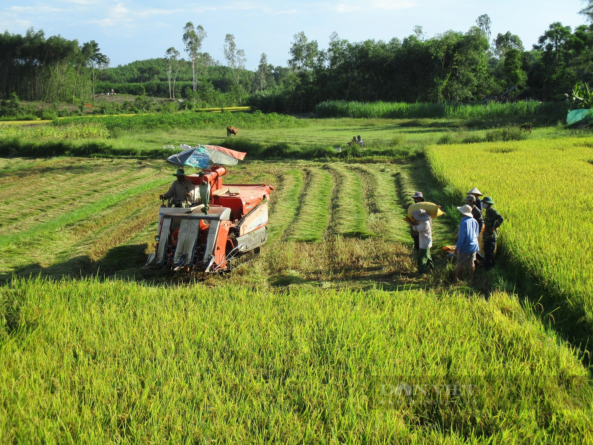 Nông thôn mới Quế Sơn ở Quảng Nam với phát triển hiệu quả các Hợp tác xã- Ảnh 5.